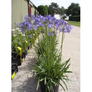 Agapanthus blauw