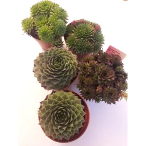 sempervivum