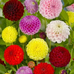 Dahlia Pompon gemengd