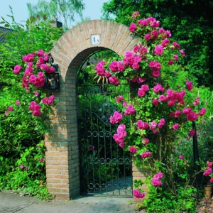 Klimroos Blossomtime