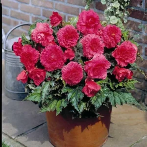 Begonia Fimbriata Roze