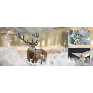 Kaarten - Kerst - Winter wonderland - 2x5st. - WN.3002