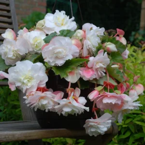 Begonia Odorata Angelique