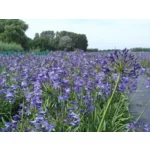 category.bestsellerThumbnail