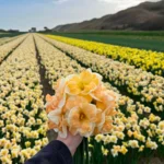 Narcis Mary Gay Lirette