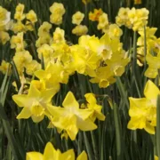 Narcis Pipit