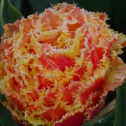 Tulp gefranjerd Brisbane