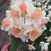 Narcis Sweetest Dream
