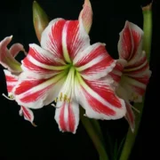 Amaryllis (Hippeastrum) Clown