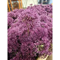 Allium Jackpot