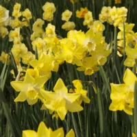 Narcis Pipit