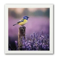 Kaart - Paperclip - Call of the wild - Pimpelmees - VB0.0035