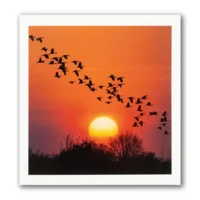 Kaart - Paperclip - Call of the wild - Ondergaande zon - VB0.0041