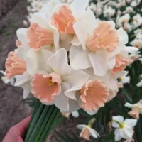 Narcis Sweetest Dream