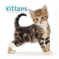 Kalender - Kittens - 2027 - 30x30cm