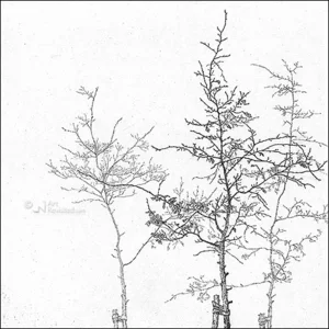 Kaartenmapje - 2 x 4 designs - Reinder Homan - Sympathy - 12x12cm