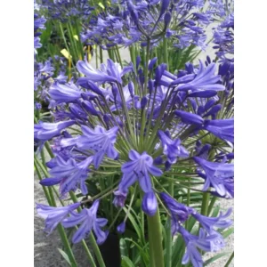 Agapanthus