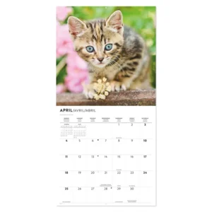 Kalender - Kittens - 2027 - 30x30cm