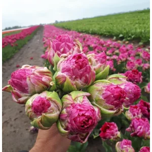 Wicked in Pink Tulp