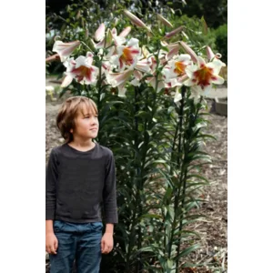 Lilium (lelie) Passion Moon