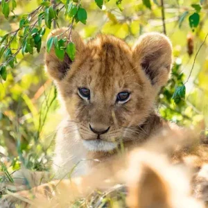 Puzzel - Panda, tijger en leeuw - 3x49st.