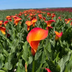 Zantedeschia (Calla) Morning Sun