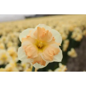 Narcis Mary Gay Lirette