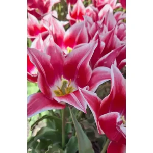Tulp (leliebloemig) Ballade Cherry