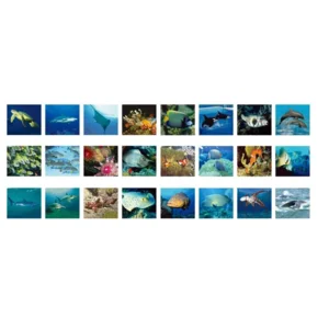 Zaklamp & projector - Zeedieren - Met 3x8 afbeeldingen