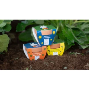 Kweken met Nijntje - Zonnebloem - Met terracotta potje