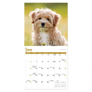 Kalender - Puppies - 2027 - 30x30cm