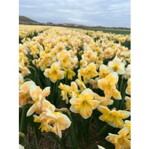 Narcis Mary Gay Lirette