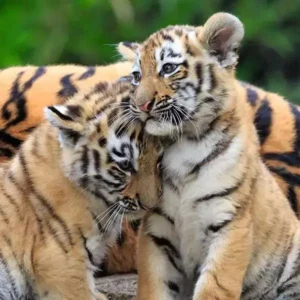 Puzzel - Panda, tijger en leeuw - 3x49st.